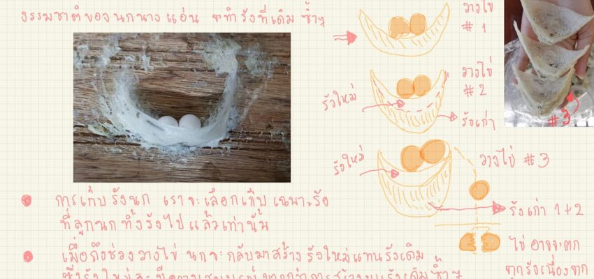 เก็บรังนก…ช่วยขยายพันธุ์นกนางแอ่นด้วยนะ รู้ยัง?