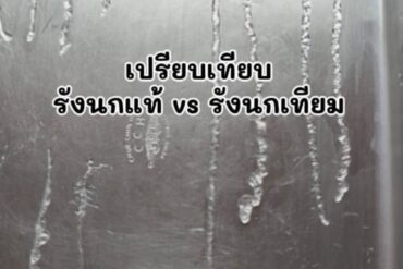 รังนกเก่า vs รังนกใหม่