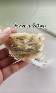 รังนกเก่า vs รังนกใหม่