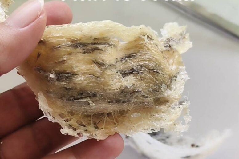 รังนกเก่า vs รังนกใหม่