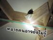 เรื่องที่หลายคนอาจยังไม่รู้เกี่ยวกับรังนก