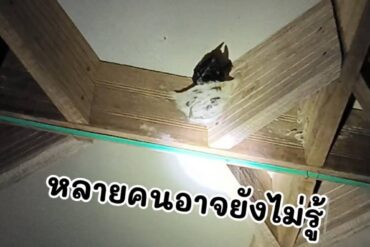 รังนกแท้ vs รังนกเทียม