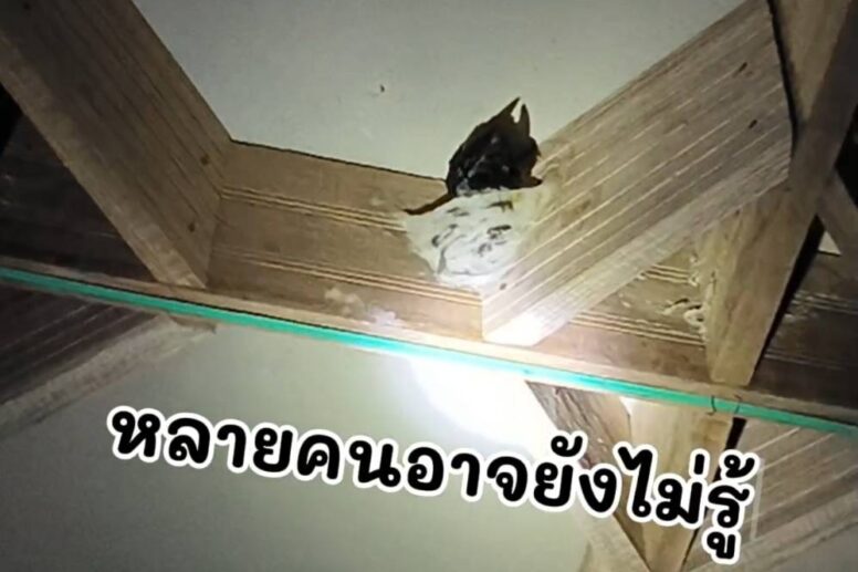 เรื่องที่หลายคนอาจยังไม่รู้เกี่ยวกับรังนก